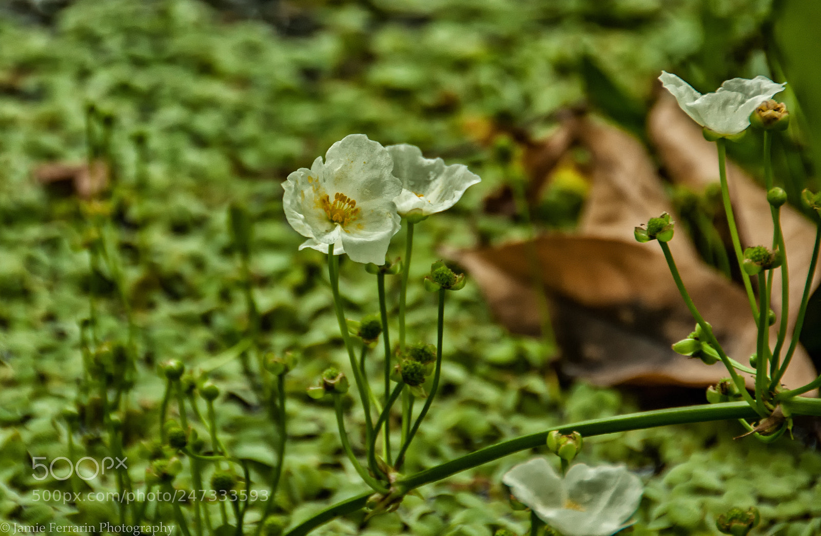 Nikon D90 sample photo. White grunge photography