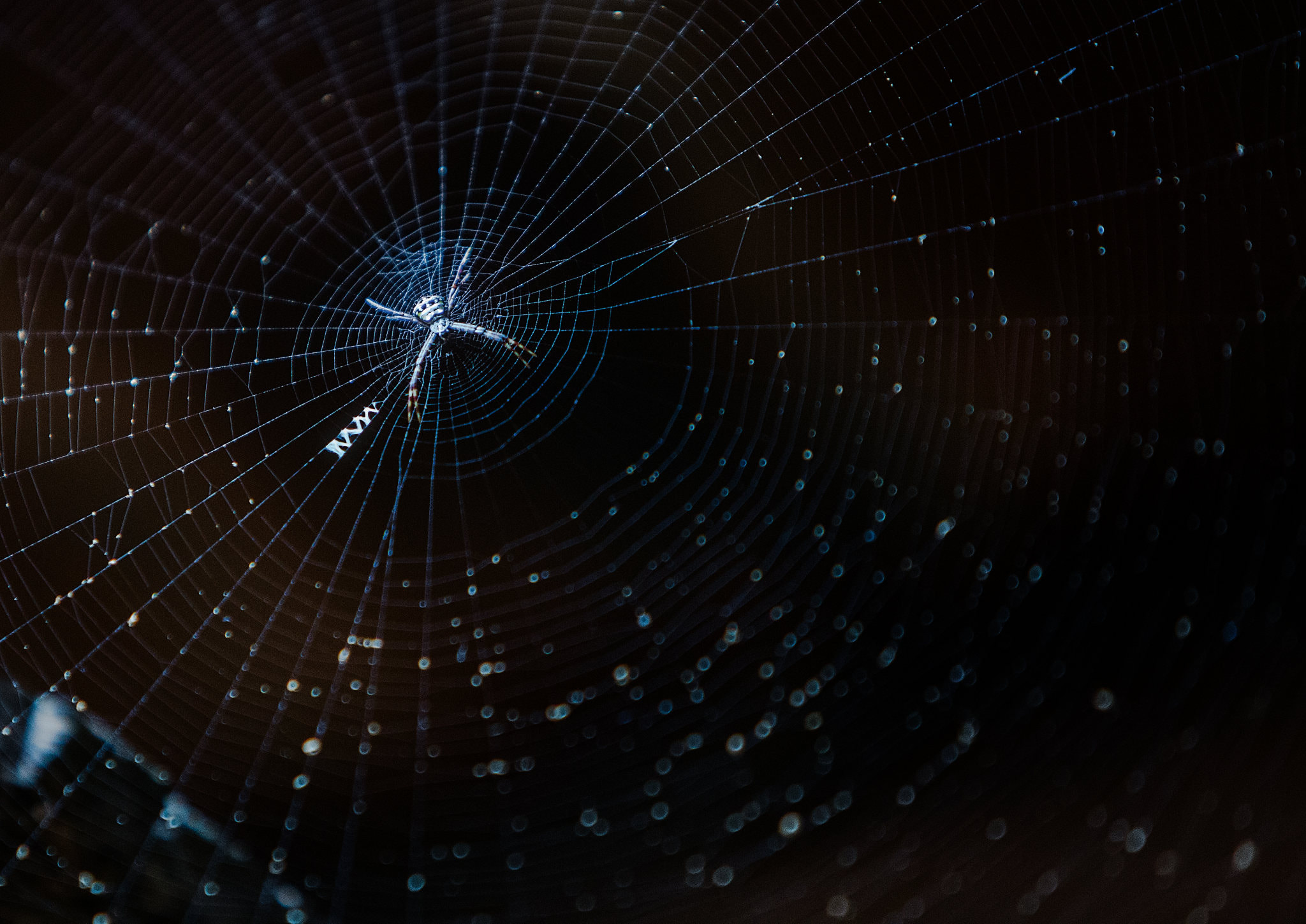 会英文的蜘蛛才写几个字母就偷懒了