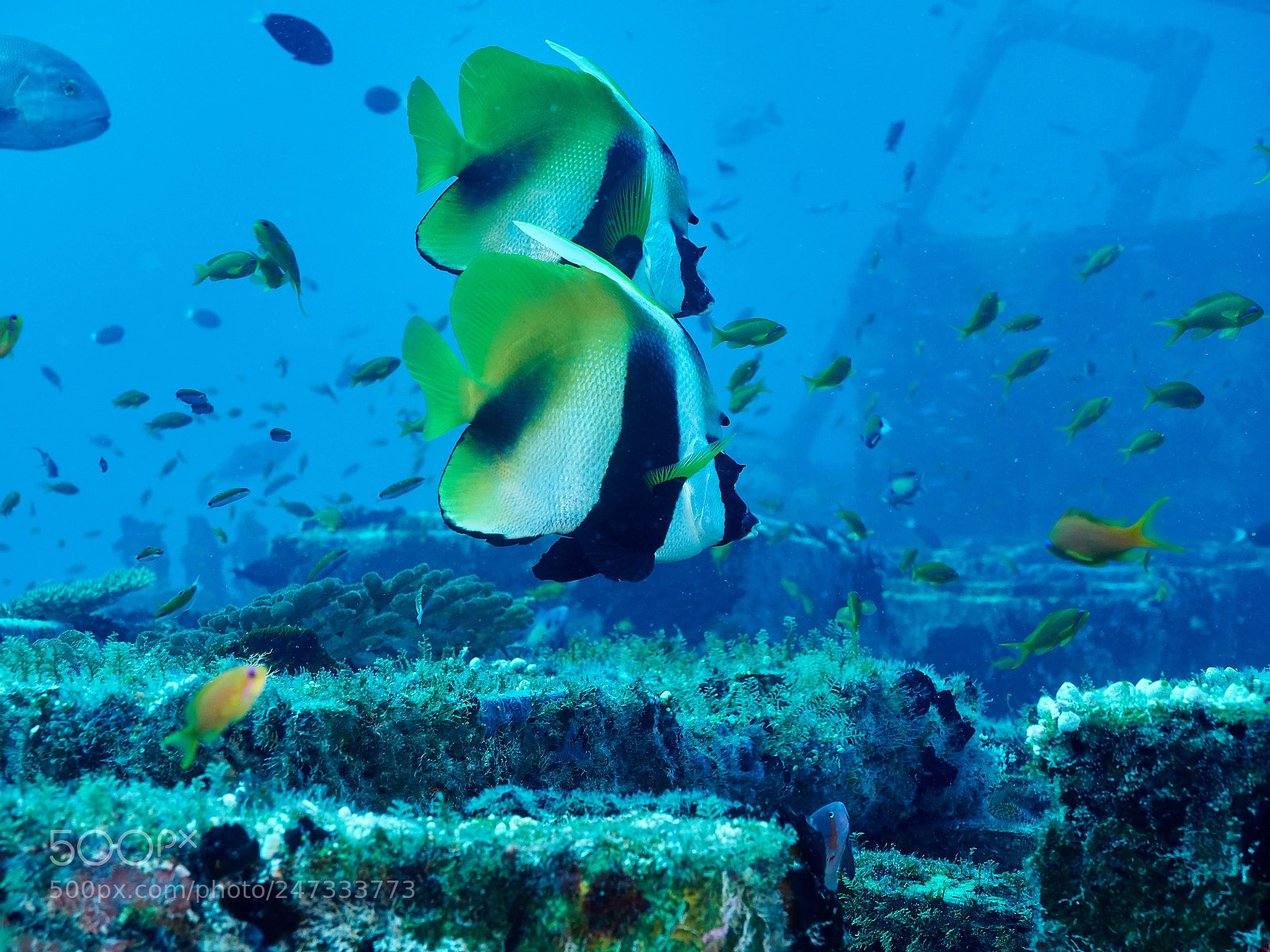 Olympus OM-D E-M1 sample photo. Approaching the wreck photography