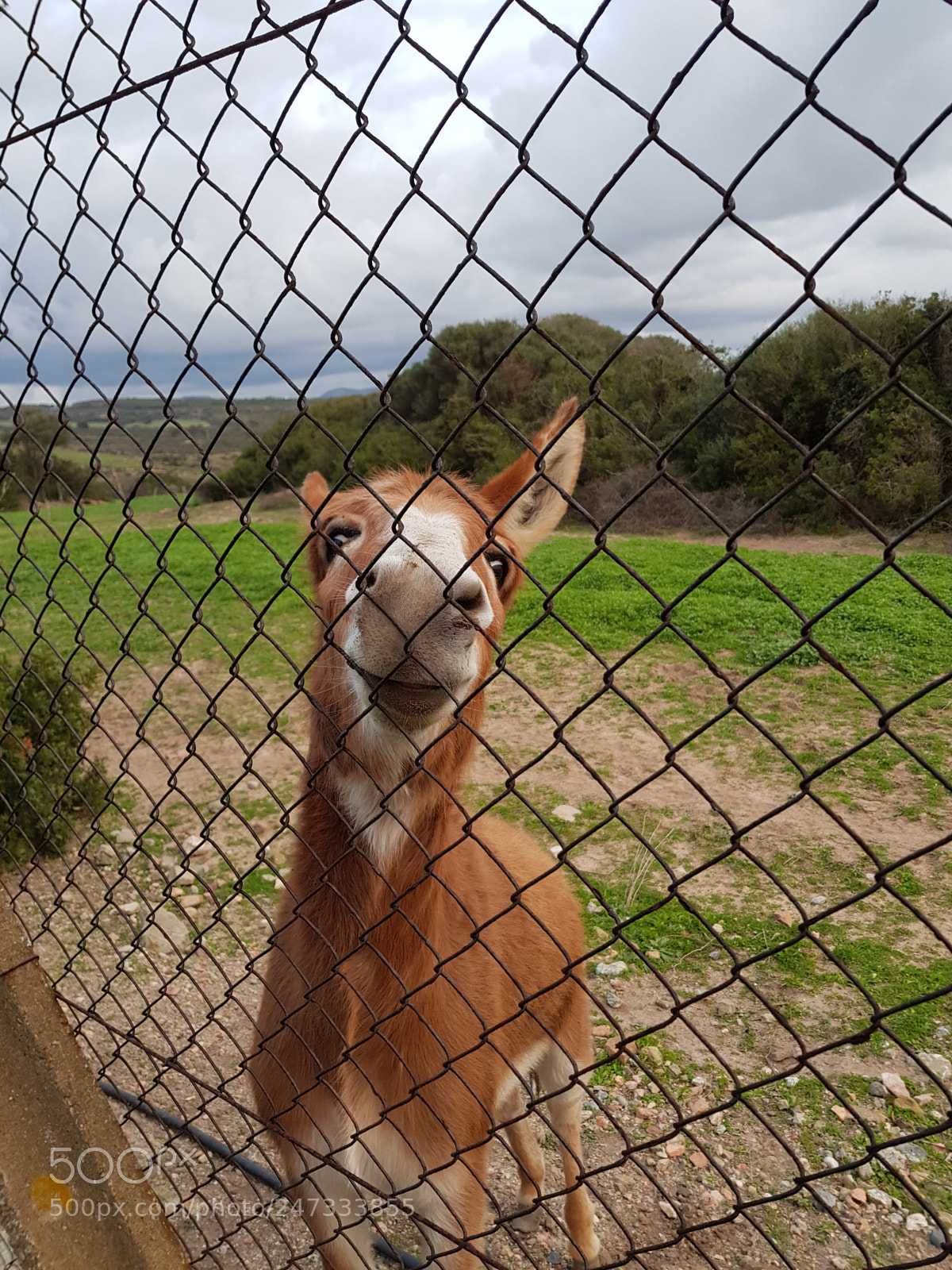 Samsung Galaxy S8+ sample photo. Asinello curioso photography