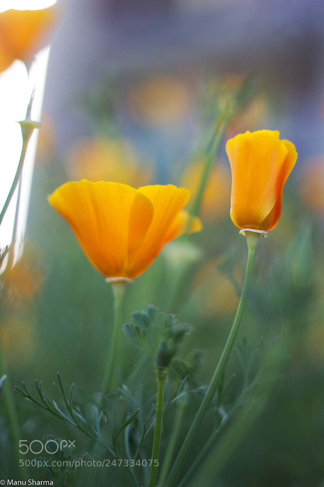 Canon EOS 550D (EOS Rebel T2i / EOS Kiss X4) sample photo. Poppy photography