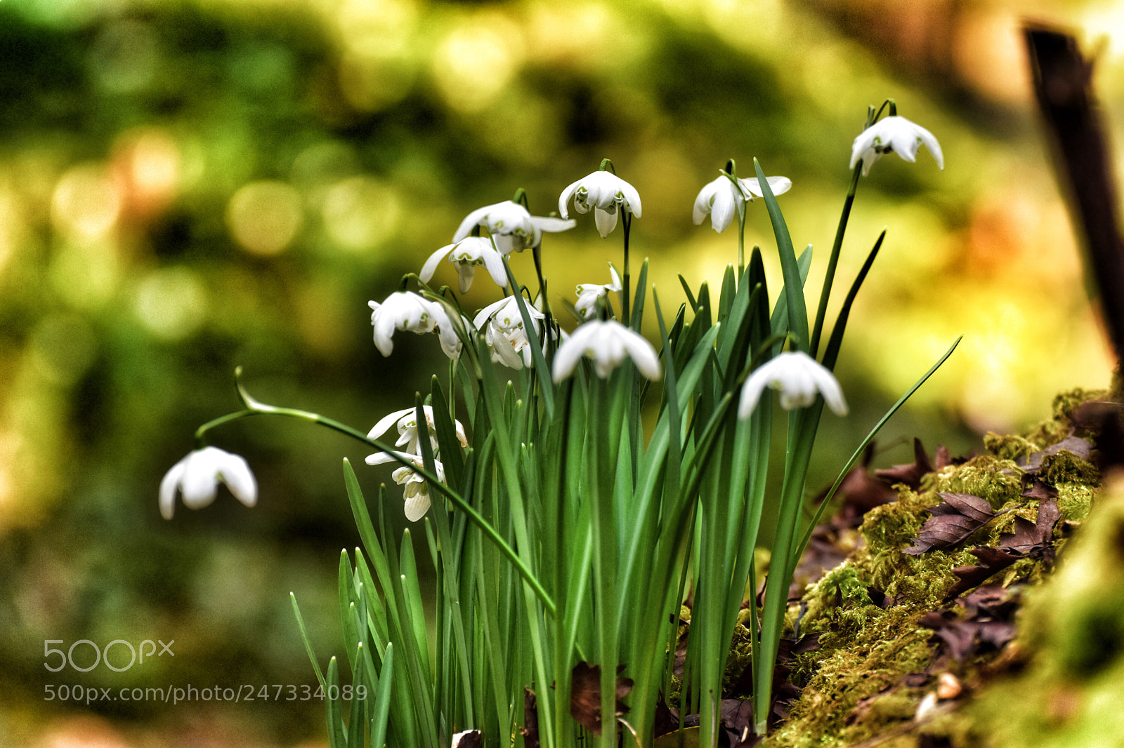 Nikon D3400 sample photo. Snow drops photography
