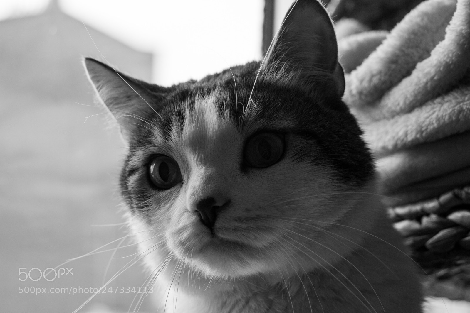 Canon EOS 60D sample photo. Whisky le chat photography