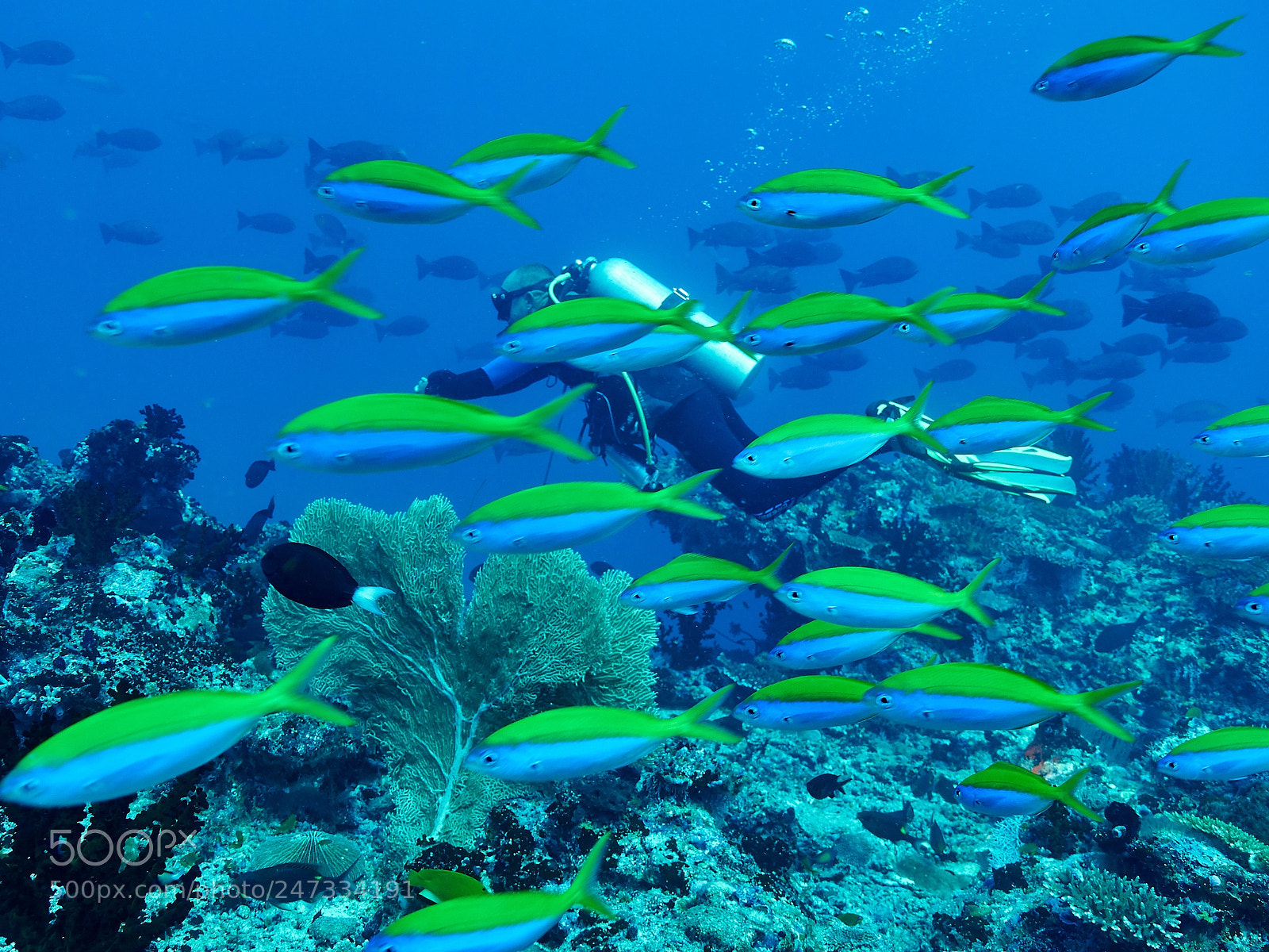 Olympus OM-D E-M1 sample photo. Diving jonintly photography