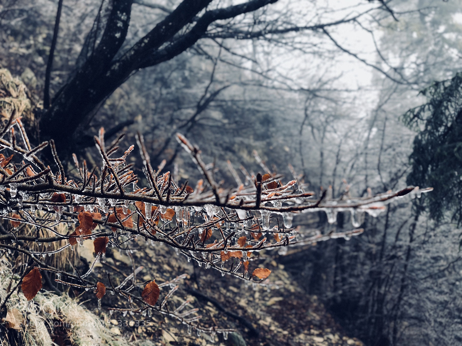 Apple iPhone X sample photo. Untitled photography