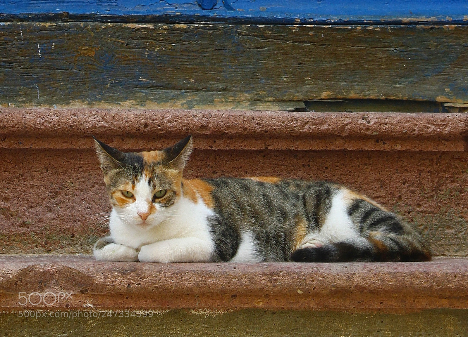 Canon EOS 500D (EOS Rebel T1i / EOS Kiss X3) sample photo. Cute cat photography