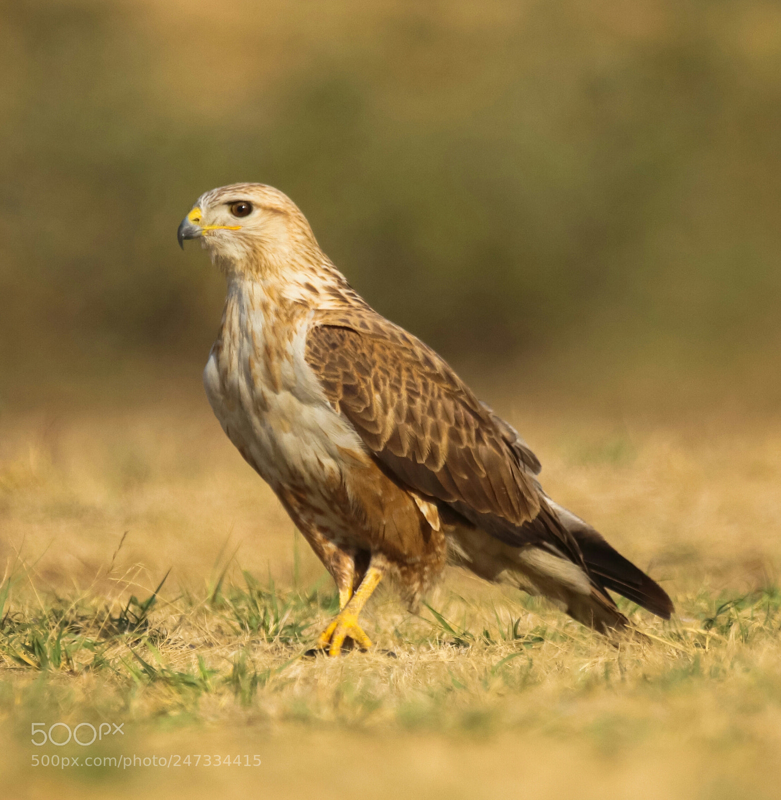 Canon EOS 77D (EOS 9000D / EOS 770D) sample photo. Long legged buzzard photography
