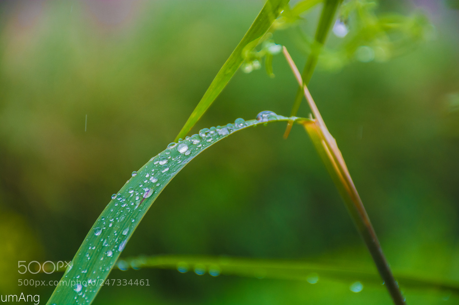 Nikon D5200 sample photo. Dews of rain on photography