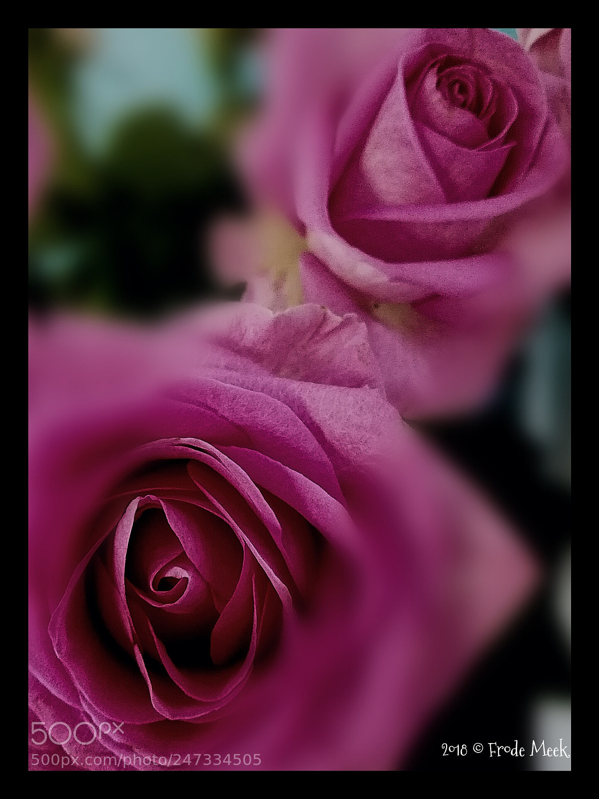 HUAWEI Mate 10 Lite sample photo. Pink! photography
