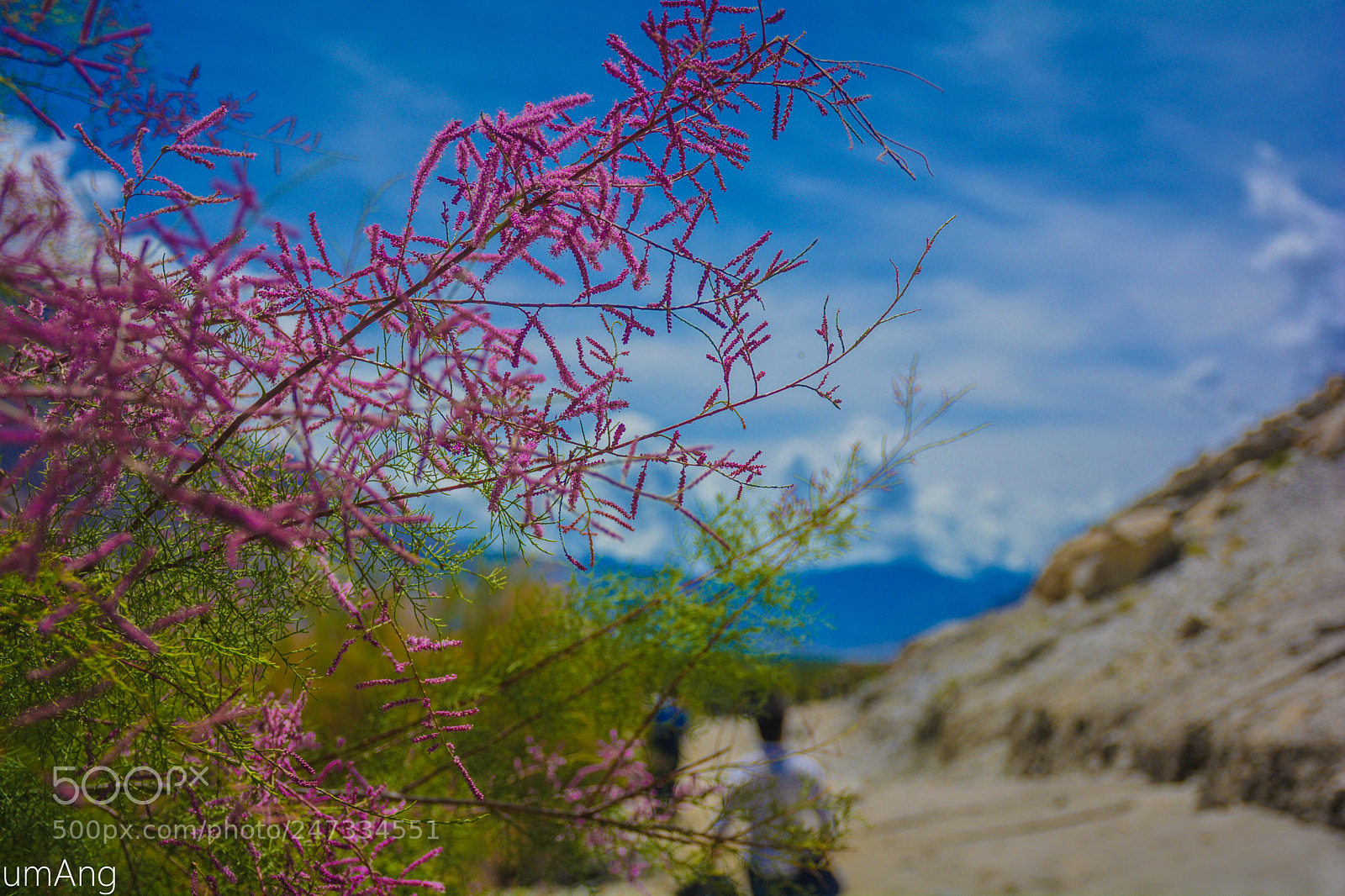Nikon D5200 sample photo. Nature's colors in nubra photography