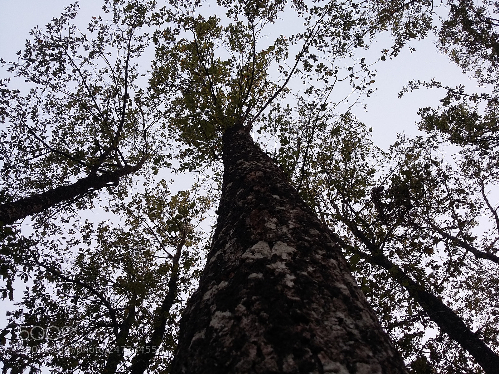 Samsung Galaxy A3 sample photo. Nature photography