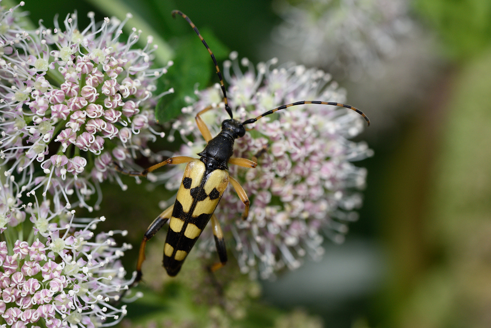 Nikon D810 sample photo. A very large beetle photography