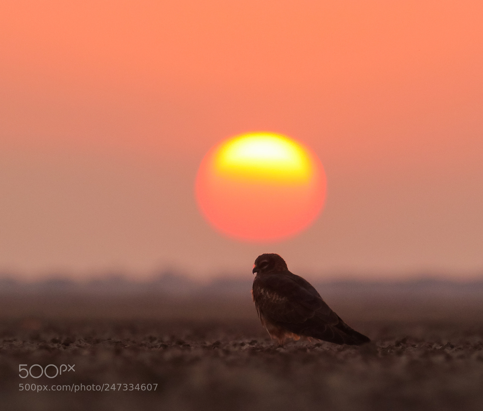 Canon EOS 77D (EOS 9000D / EOS 770D) sample photo. Montague harrier photography