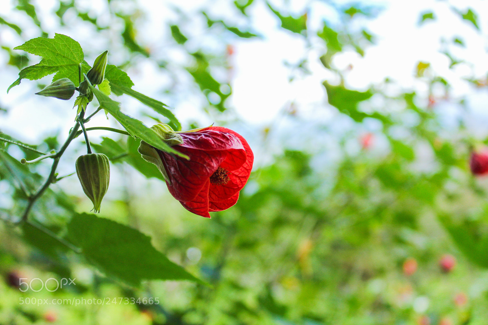 Canon EOS 1300D (EOS Rebel T6 / EOS Kiss X80) sample photo. Red flower photography