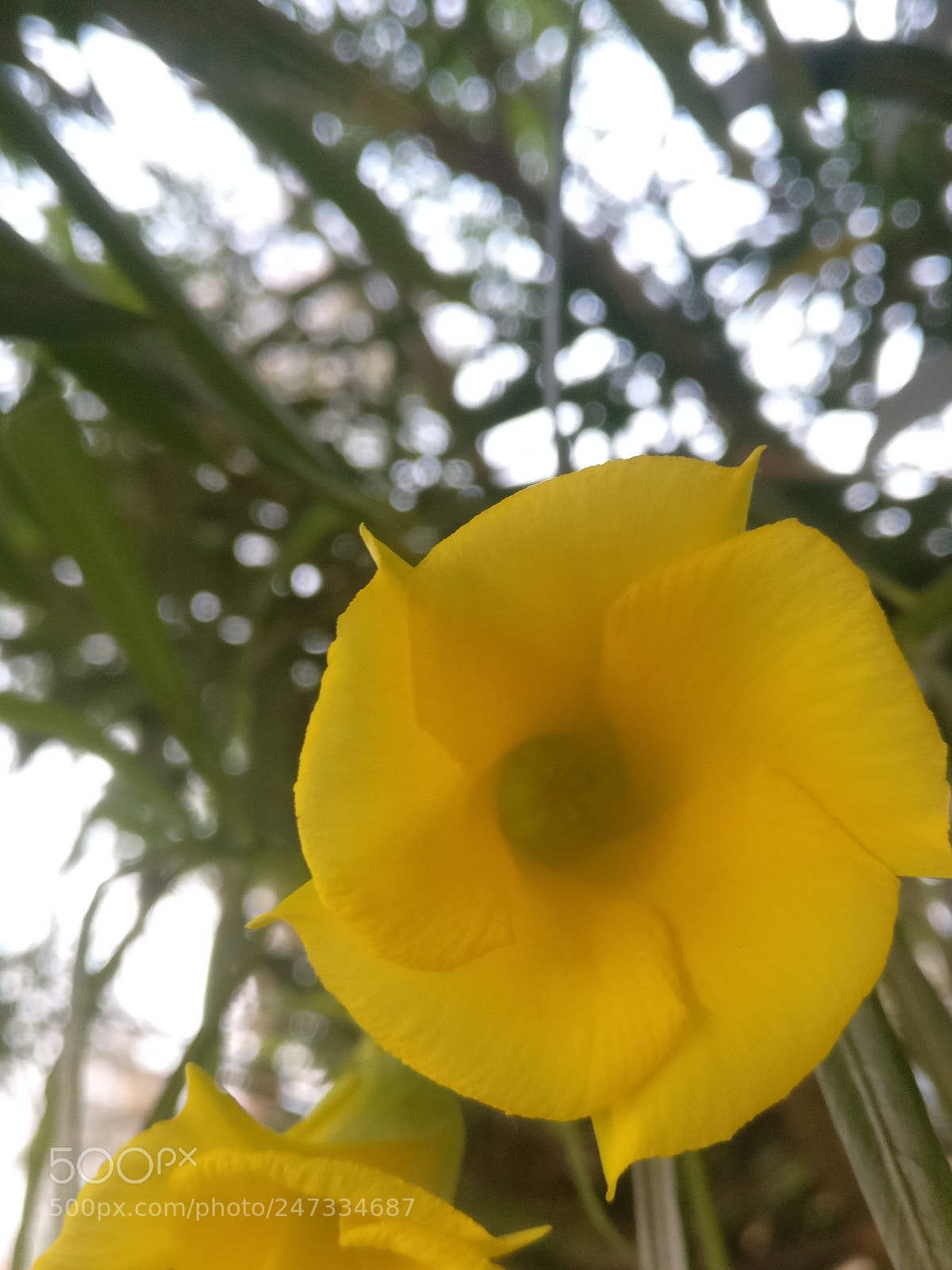 OnePlus A3003 sample photo. Untitled photography