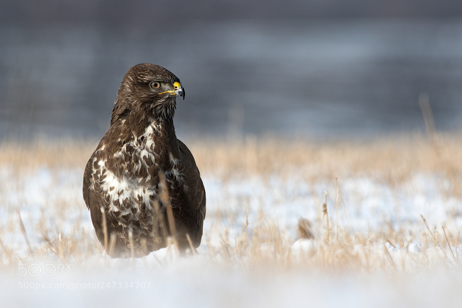 Nikon D500 sample photo. Buzzard photography