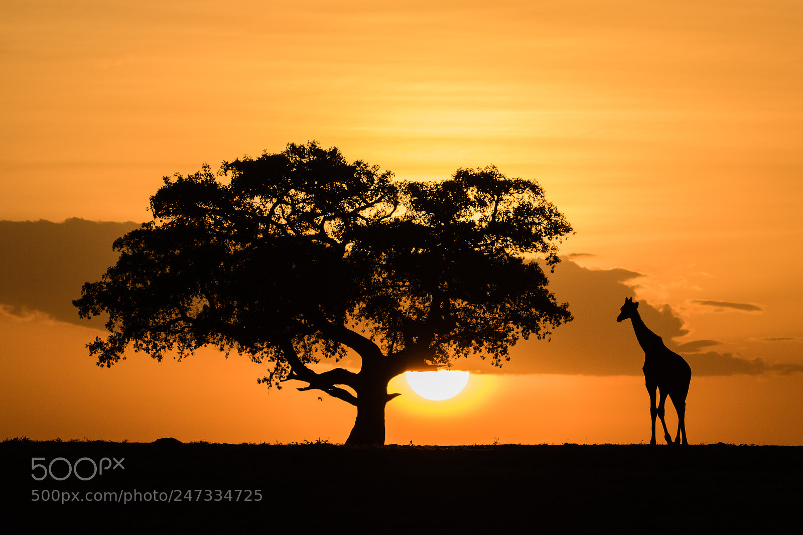 Canon EOS 7D Mark II sample photo. Masai mara sunset photography