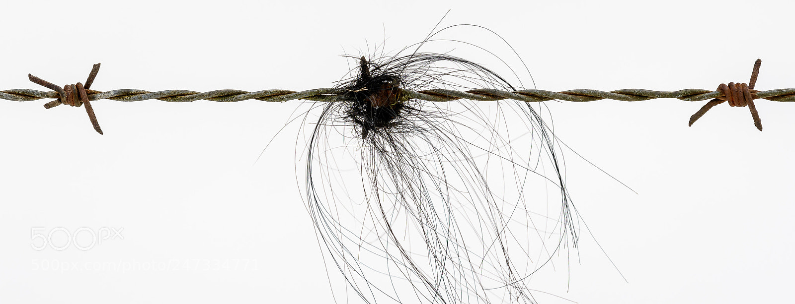 Nikon D500 sample photo. Barbed wire photography