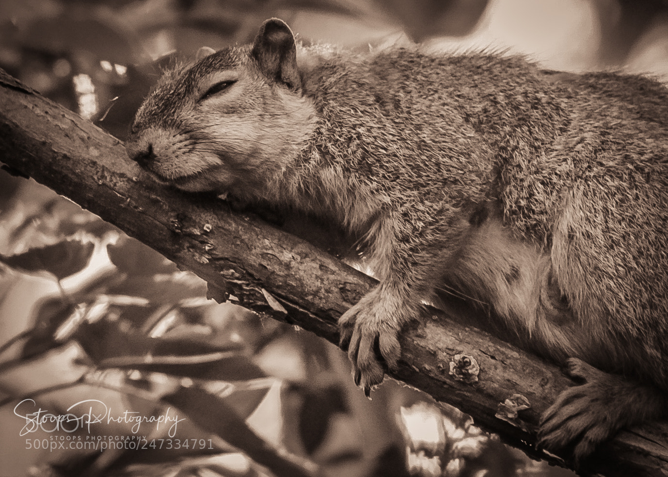 Canon EOS 1300D (EOS Rebel T6 / EOS Kiss X80) sample photo. Nap timeeditedqive photography