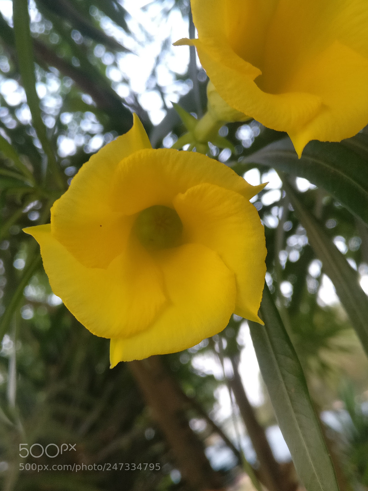 OnePlus A3003 sample photo. Untitled photography