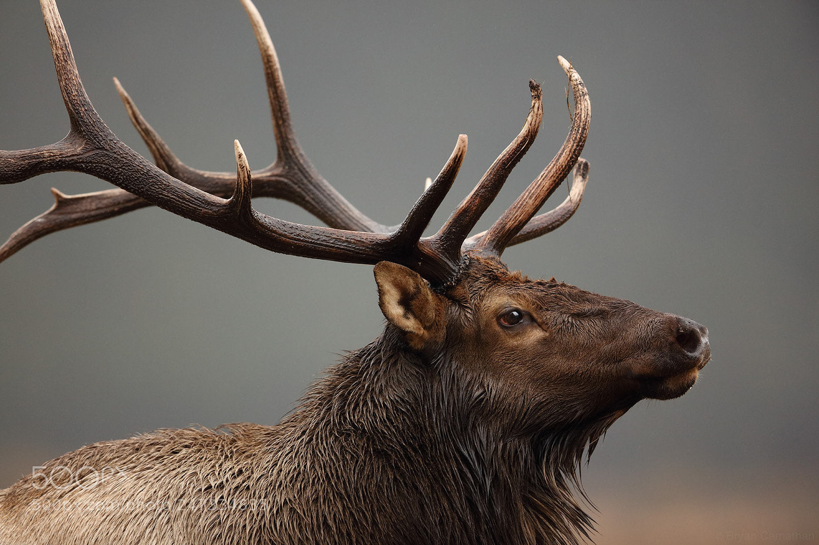 Canon EOS 5DS R sample photo. Bull elk in rut photography