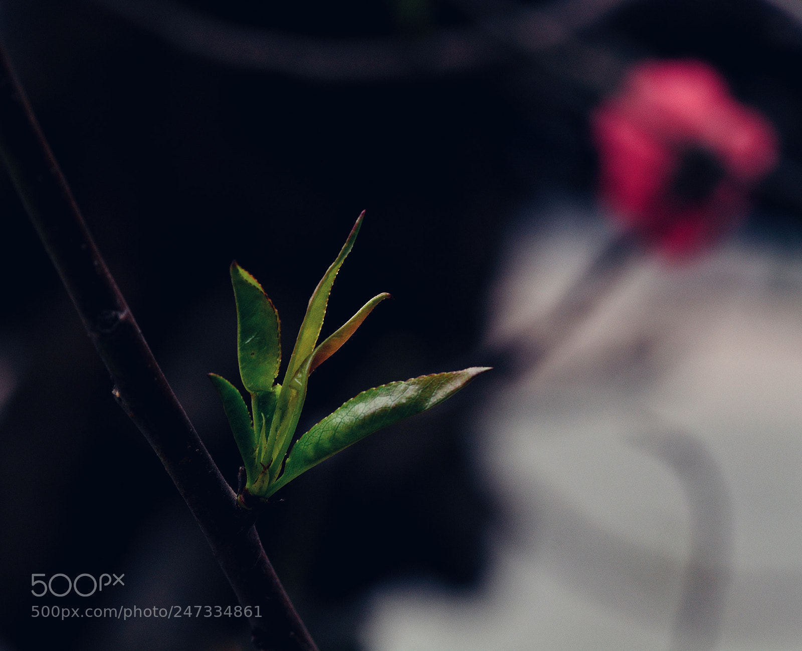 Nikon D7100 sample photo. Untitled photography