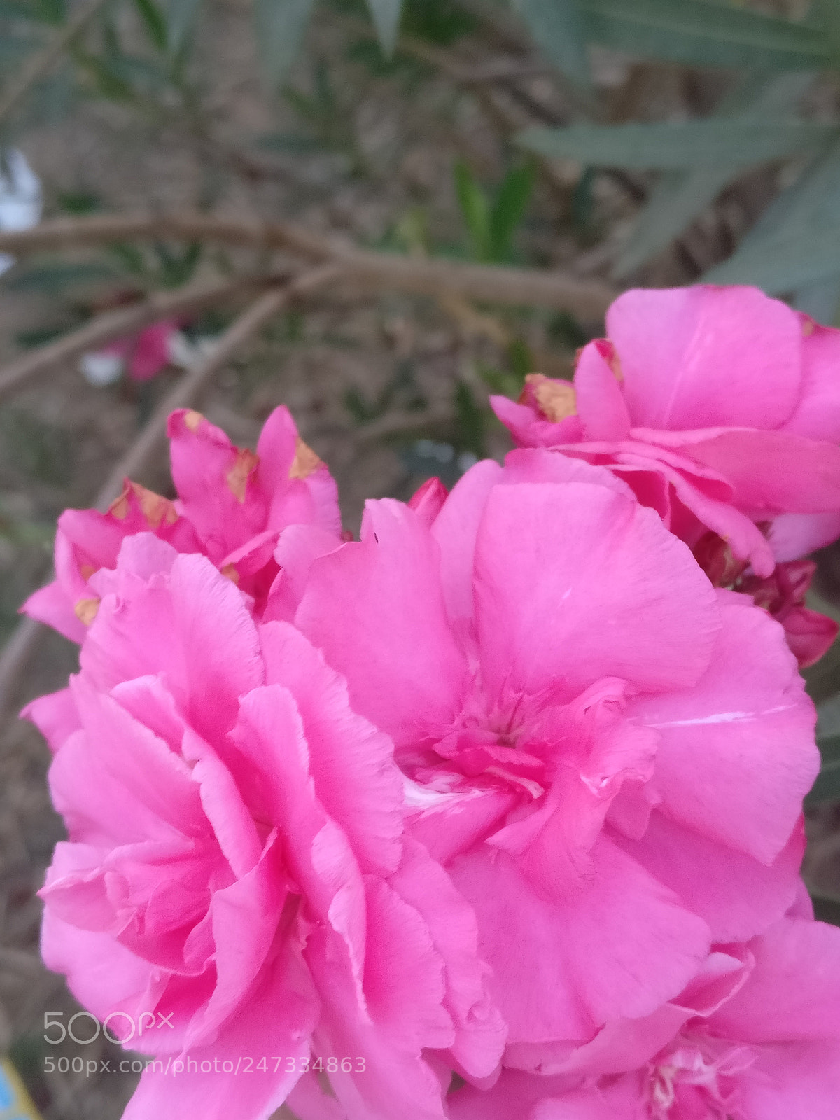 OnePlus A3003 sample photo. Untitled photography