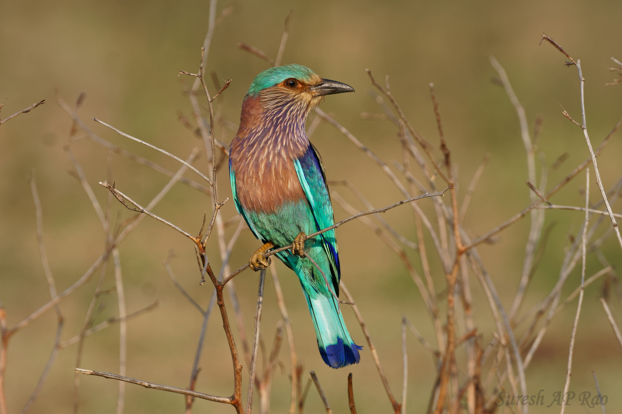 Sony 500mm F4 G SSM sample photo. Indian roller photography