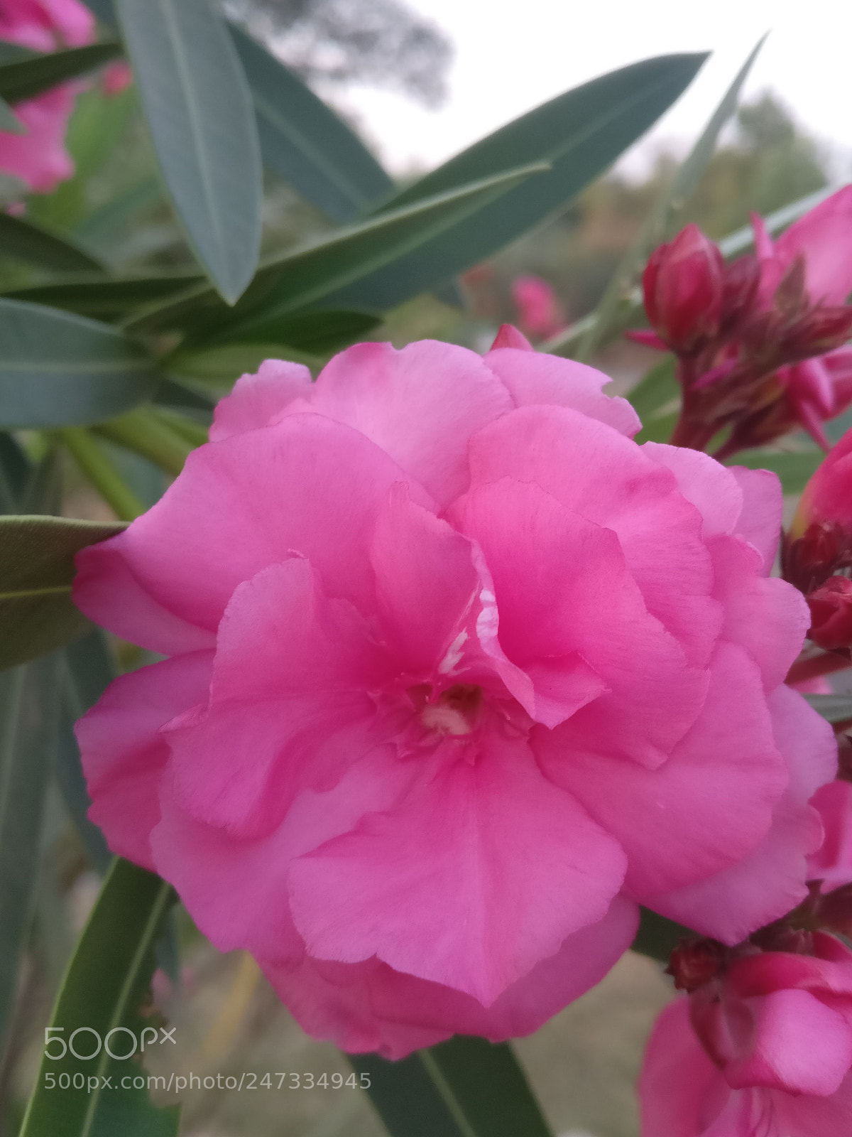OnePlus A3003 sample photo. Untitled photography