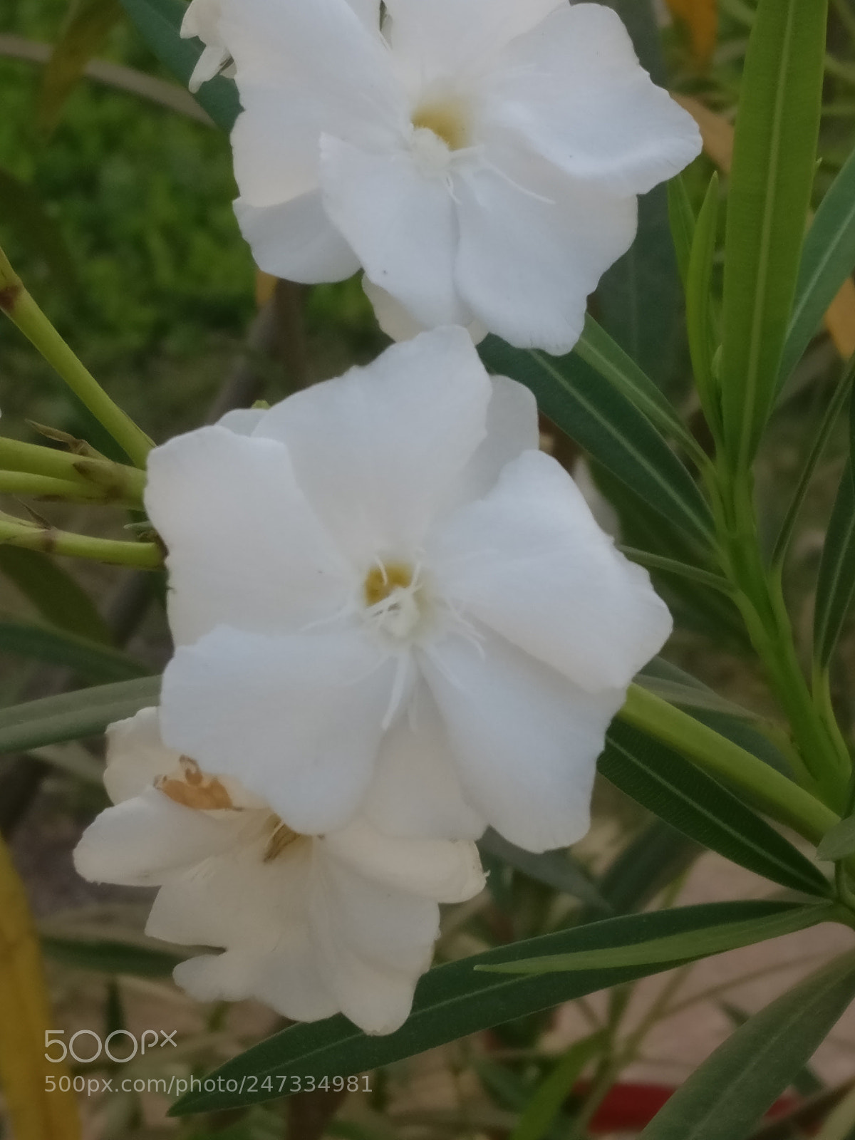 OnePlus A3003 sample photo. Untitled photography