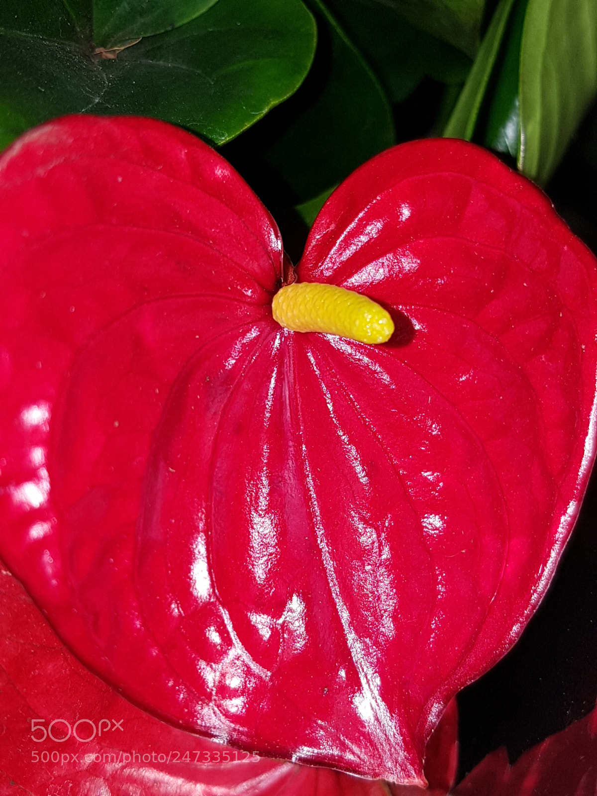 Samsung Galaxy S7 Edge sample photo. Flower photography