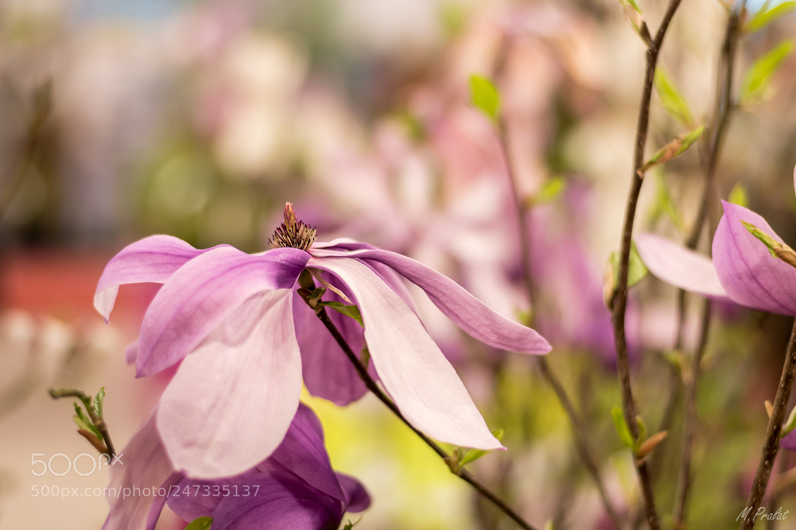 Nikon D5600 sample photo. Magnolia photography