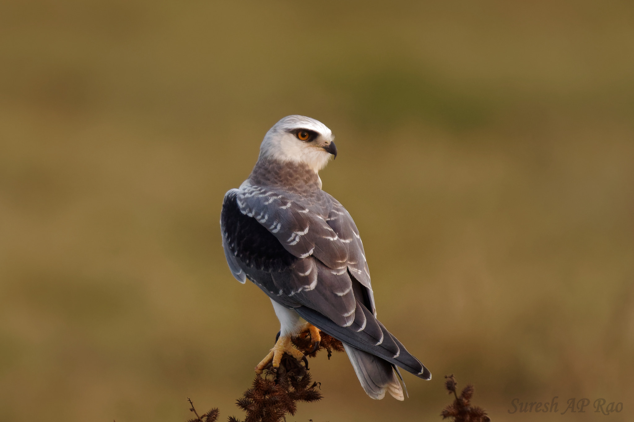 Tamron SP 150-600mm F5-6.3 Di VC USD sample photo. Black shouldered kite photography
