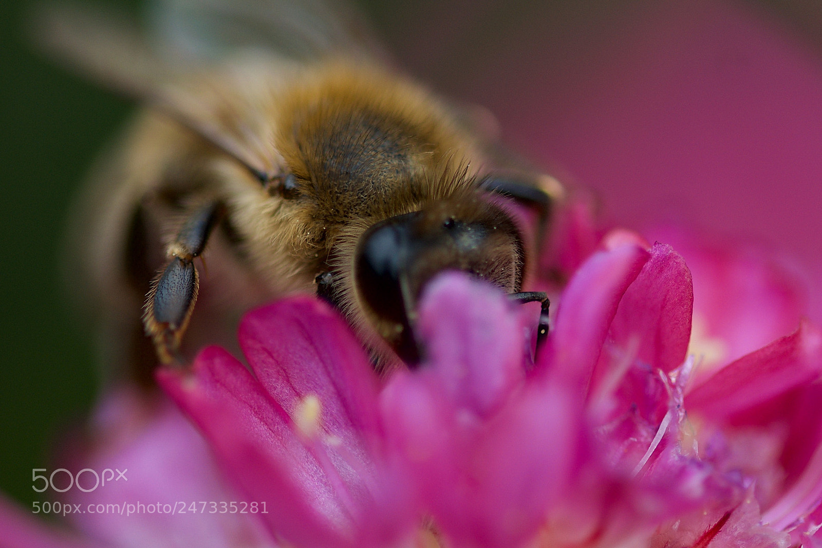 Nikon D7000 sample photo. Bee on purple flower photography