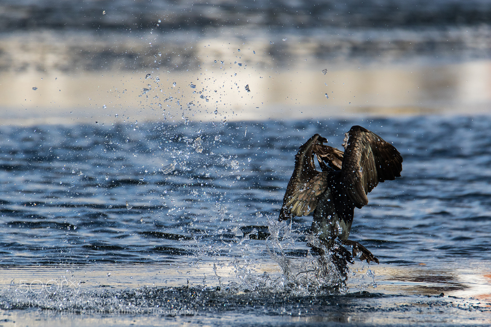 Canon EOS 7D Mark II sample photo. Cormorant flies 24022018 photography