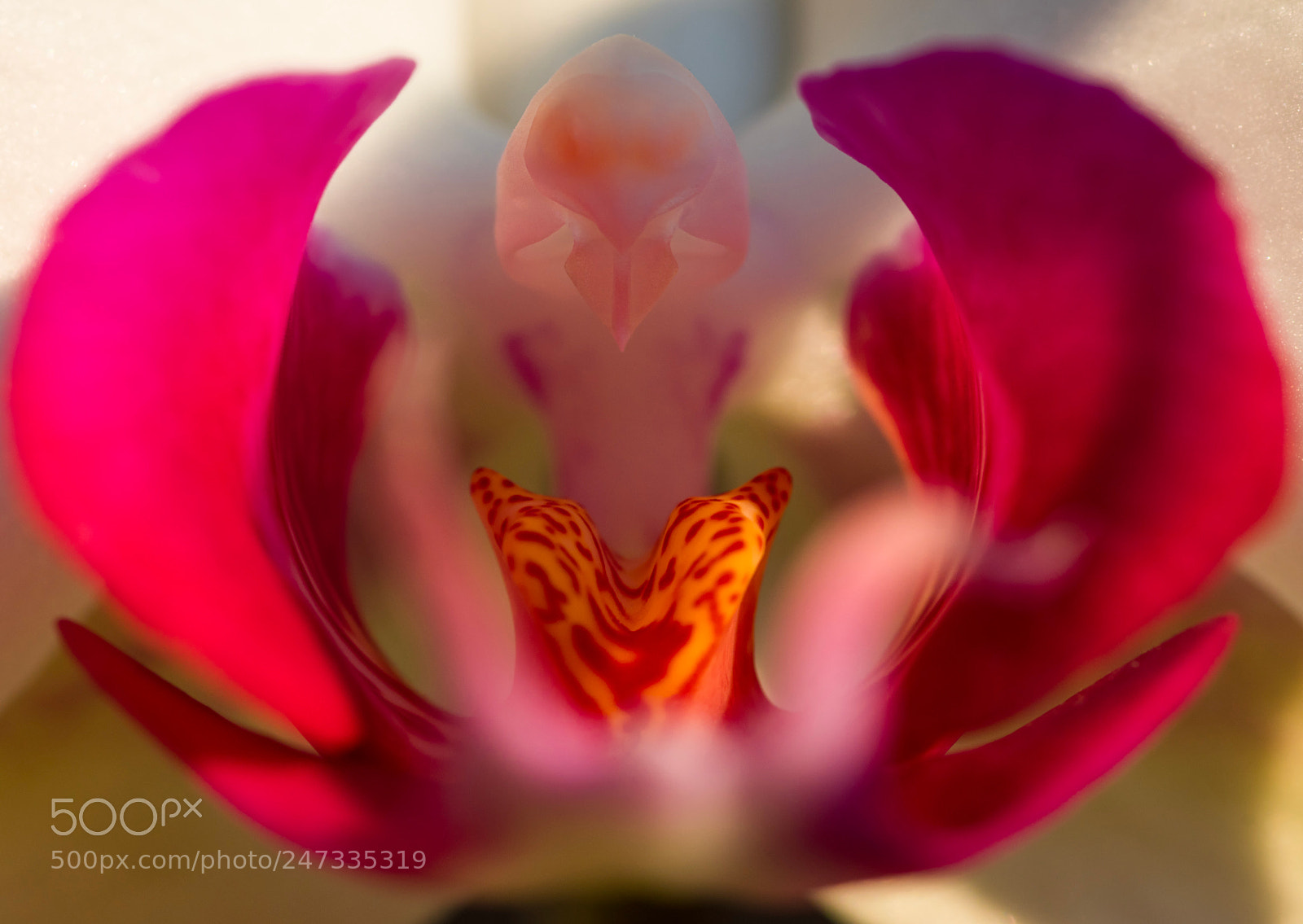 Nikon D500 sample photo. Orchid flower photography