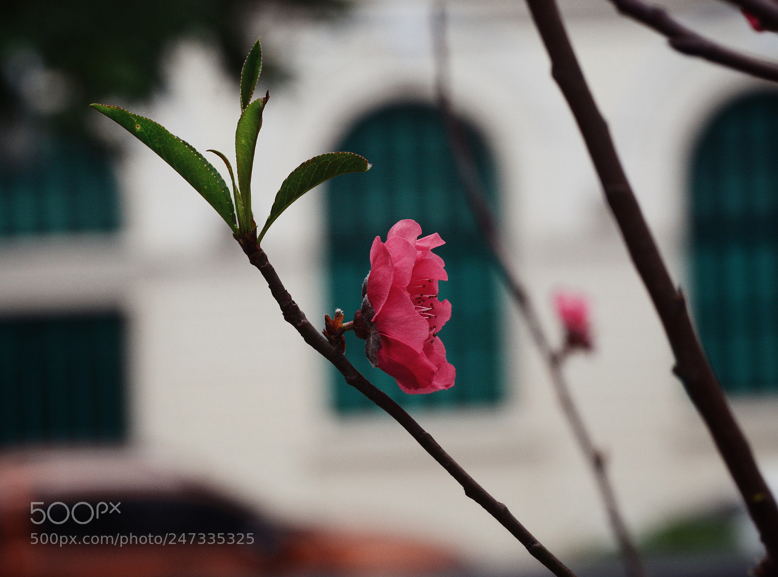 Nikon D7100 sample photo. Untitled photography