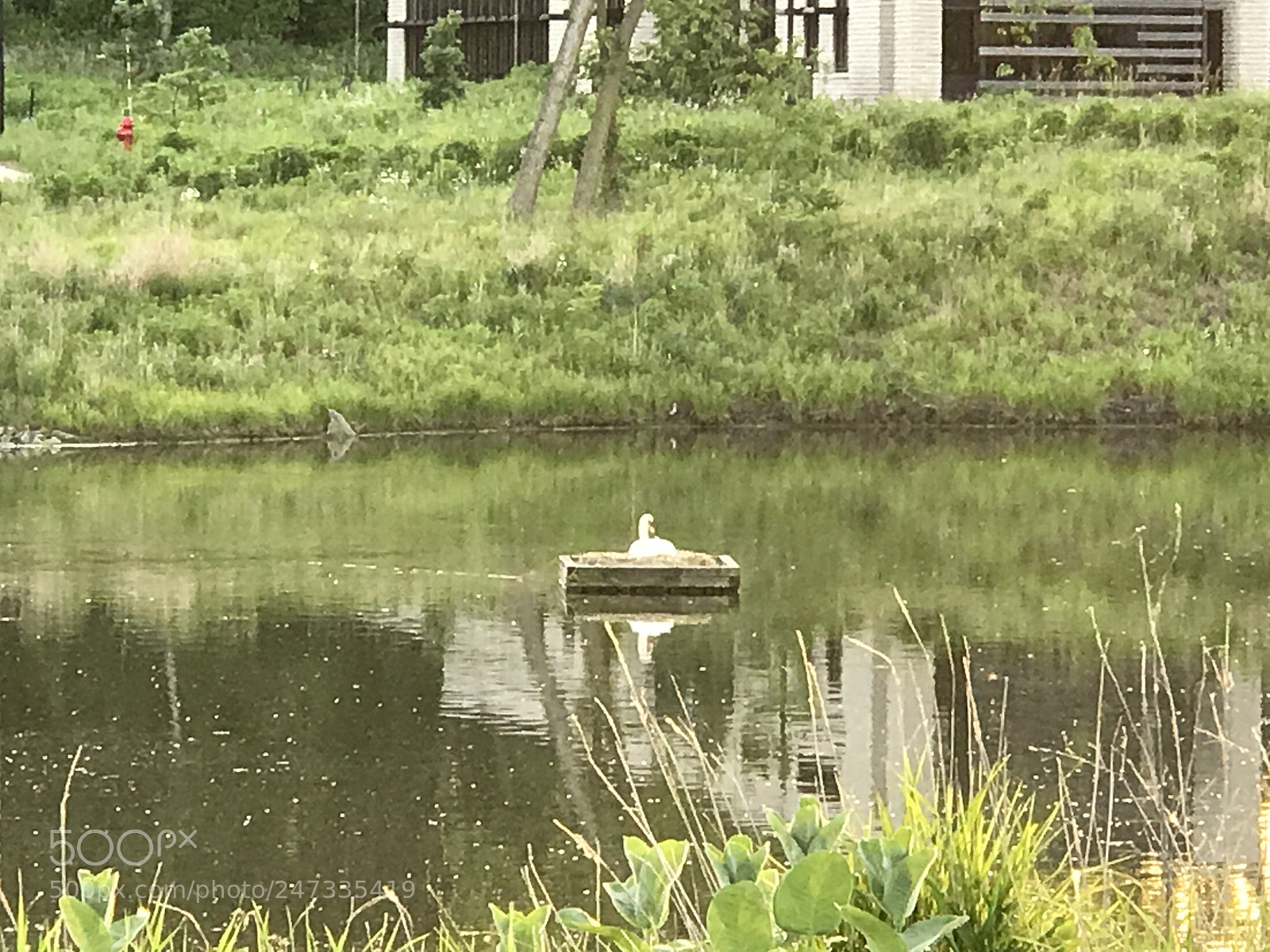 Apple iPhone 7 Plus sample photo. Water fowl photography