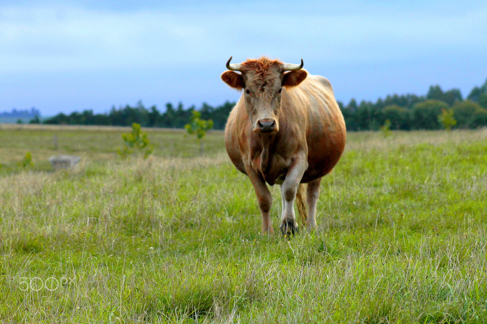 Canon EOS 1100D (EOS Rebel T3 / EOS Kiss X50) + EF75-300mm f/4-5.6 sample photo. The fat cow run to me photography