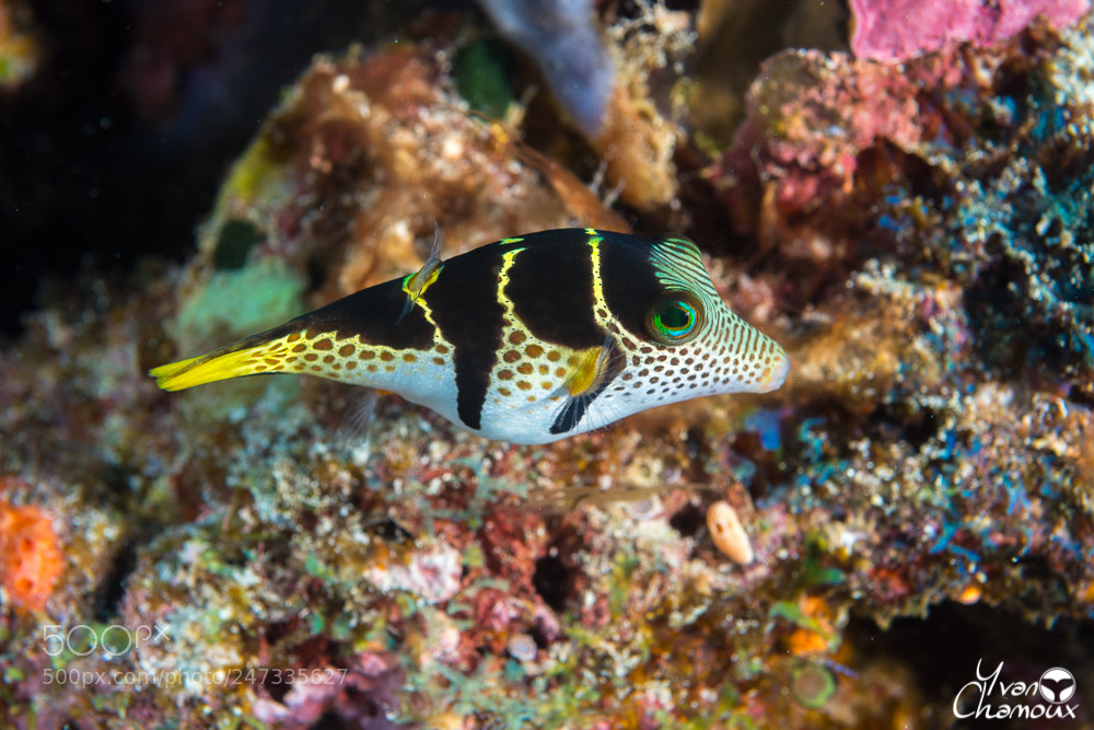 Nikon D7200 sample photo. Canthigaster à selles photography