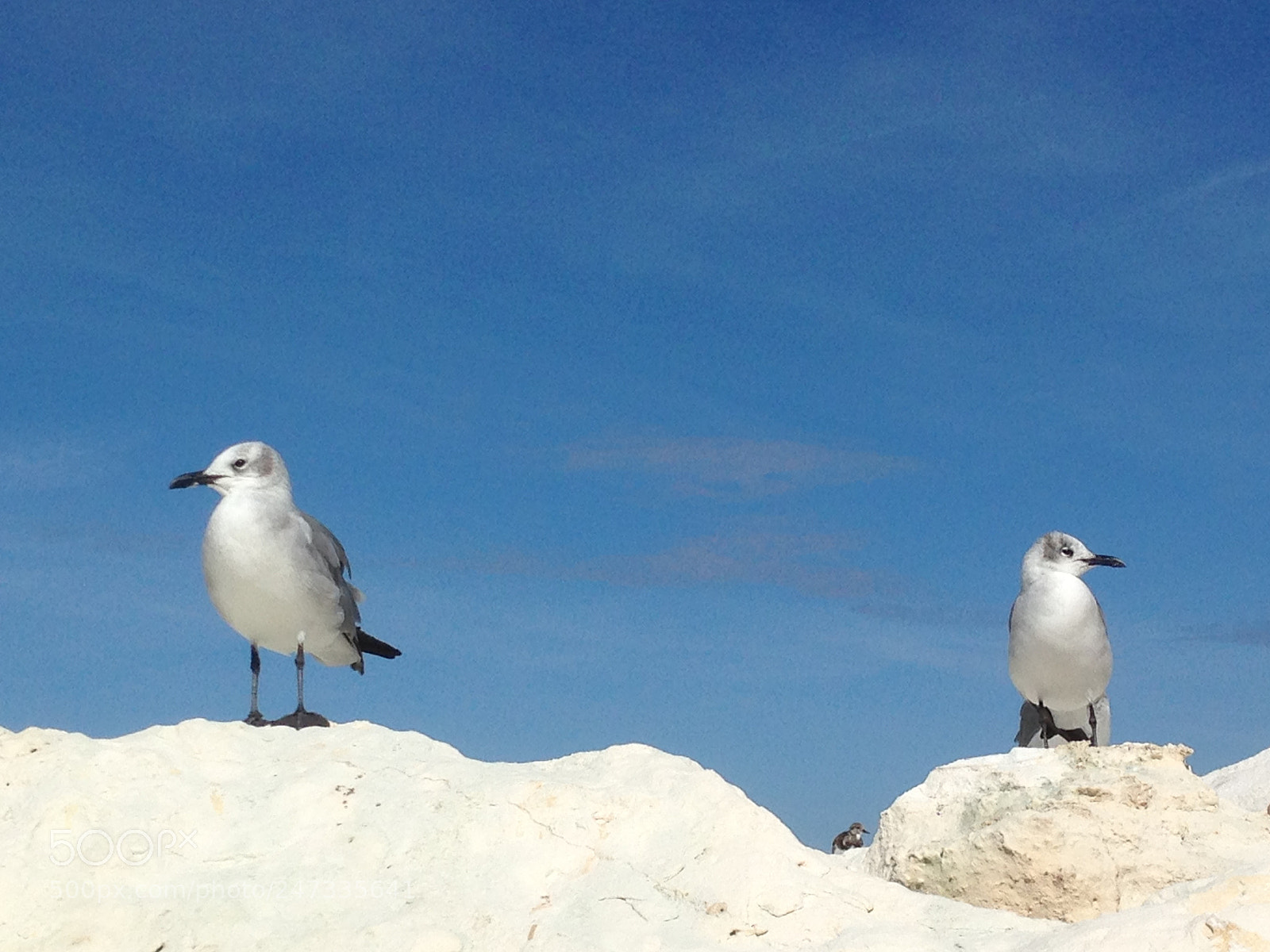 Apple iPhone 5 sample photo. Two seagulls photography