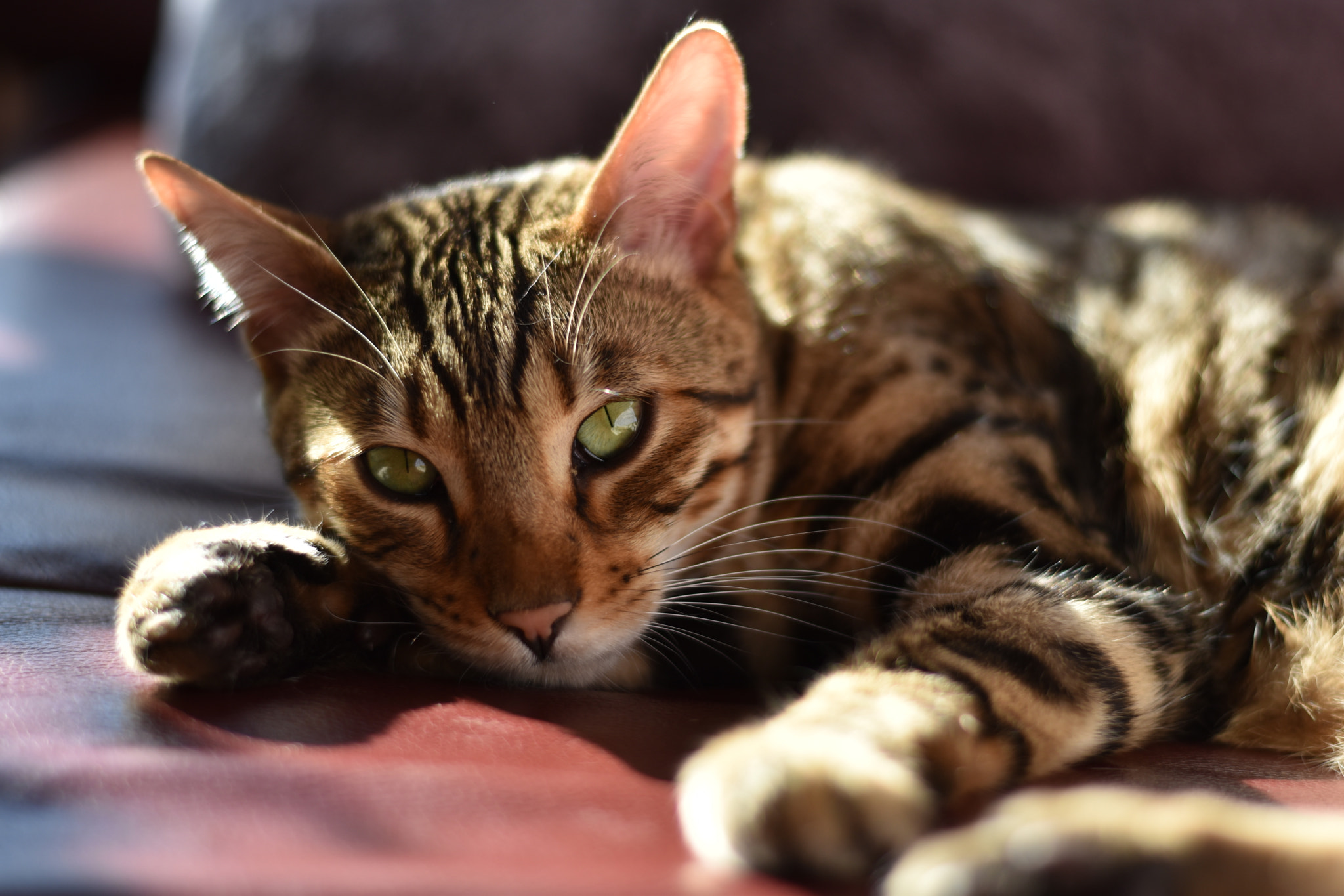Nikon D5600 + Nikon AF-S Nikkor 50mm F1.8G sample photo. Bengal cat ayvi photography