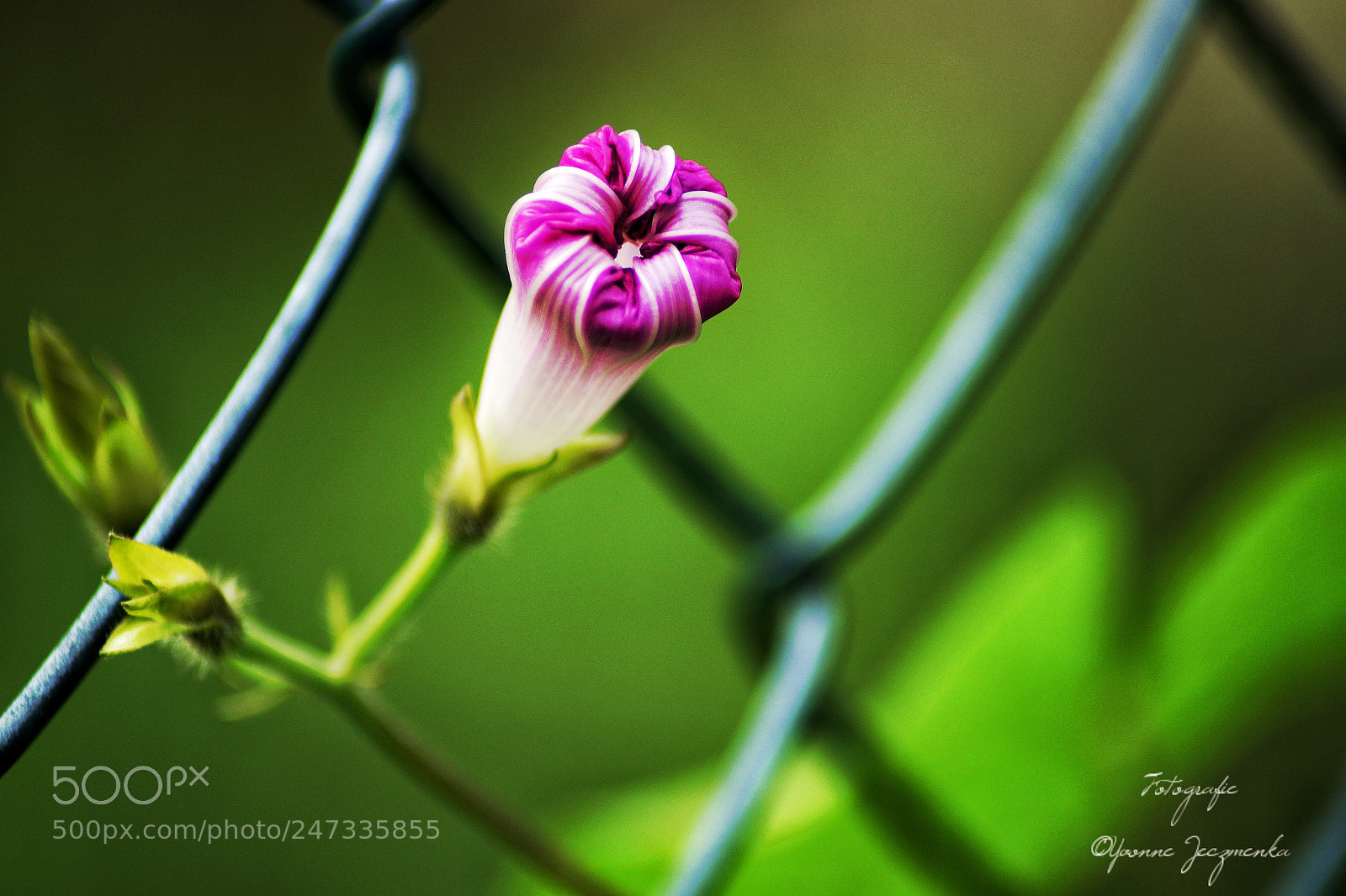 Sony SLT-A58 sample photo. Blume ❤ photography