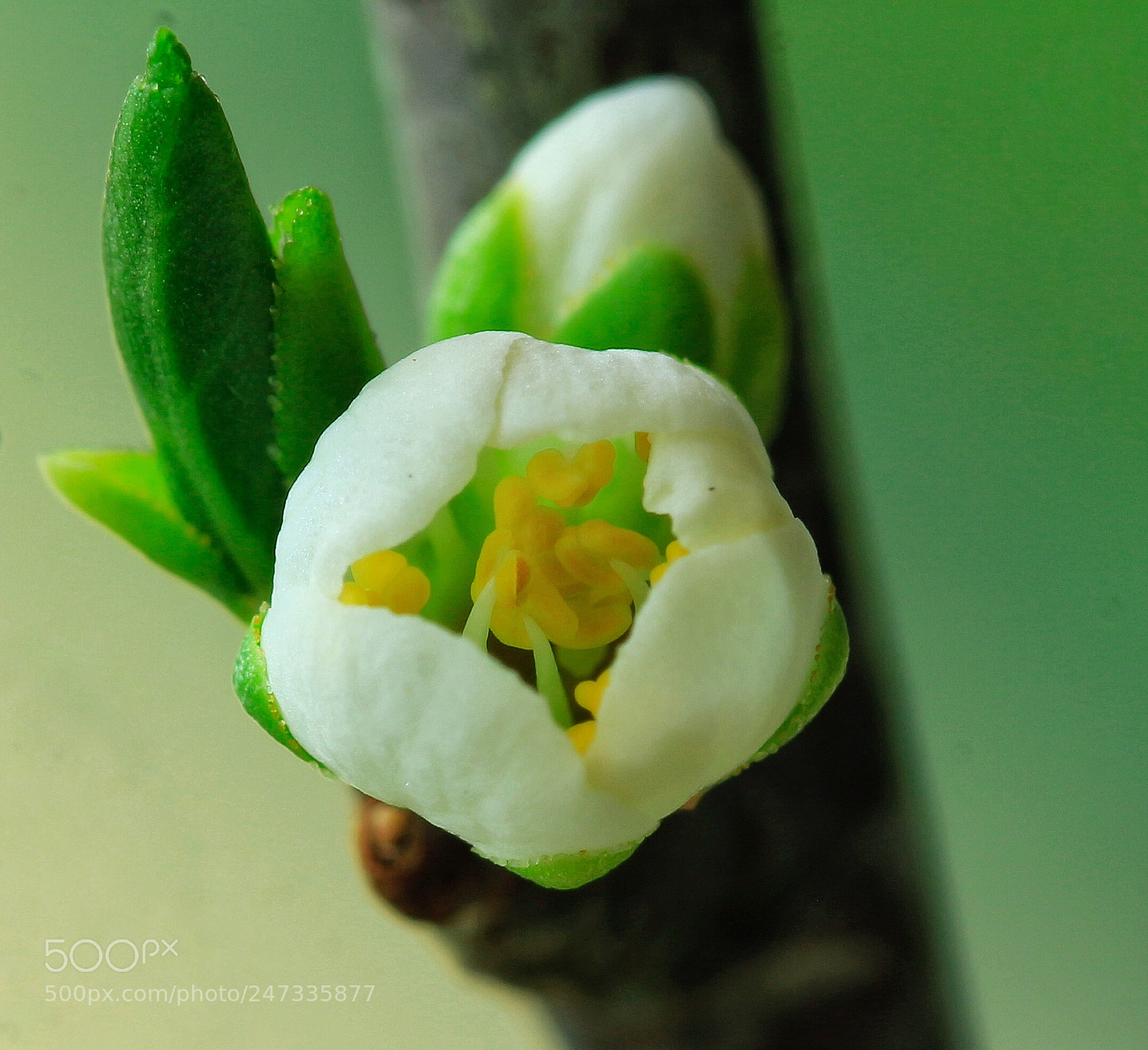 Canon EOS 700D (EOS Rebel T5i / EOS Kiss X7i) sample photo. Untitled photography