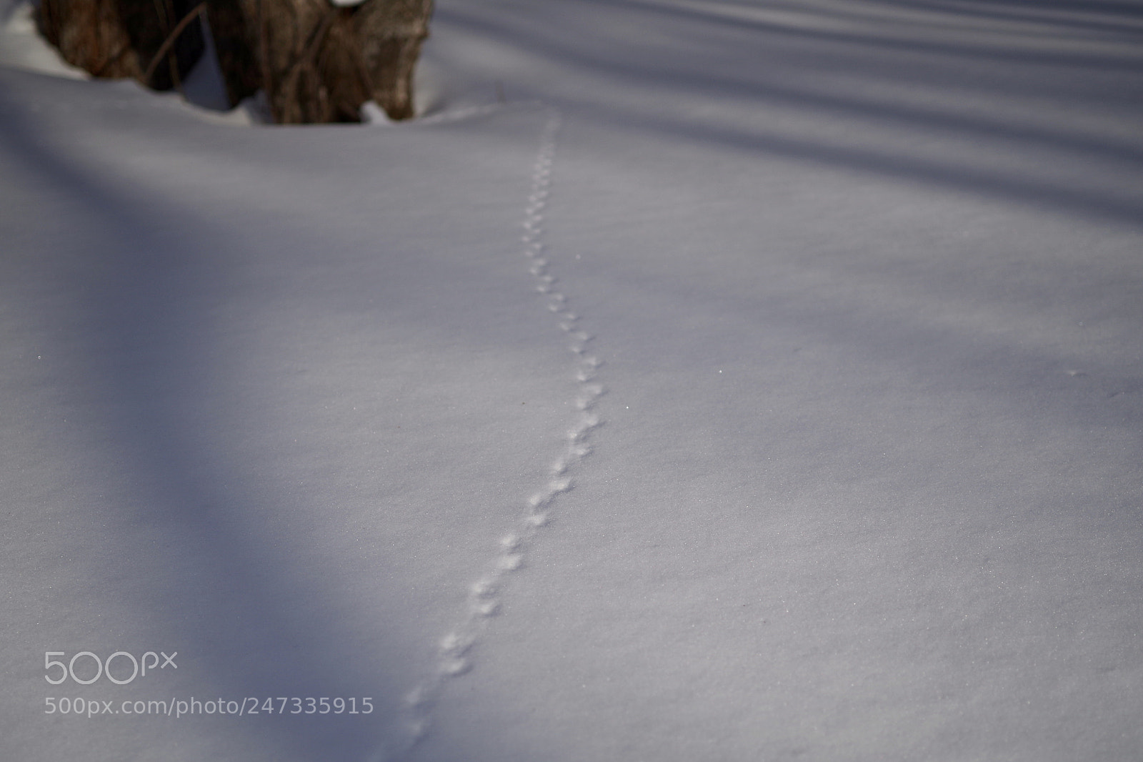 Pentax K-30 sample photo. Tinny footprint of a photography