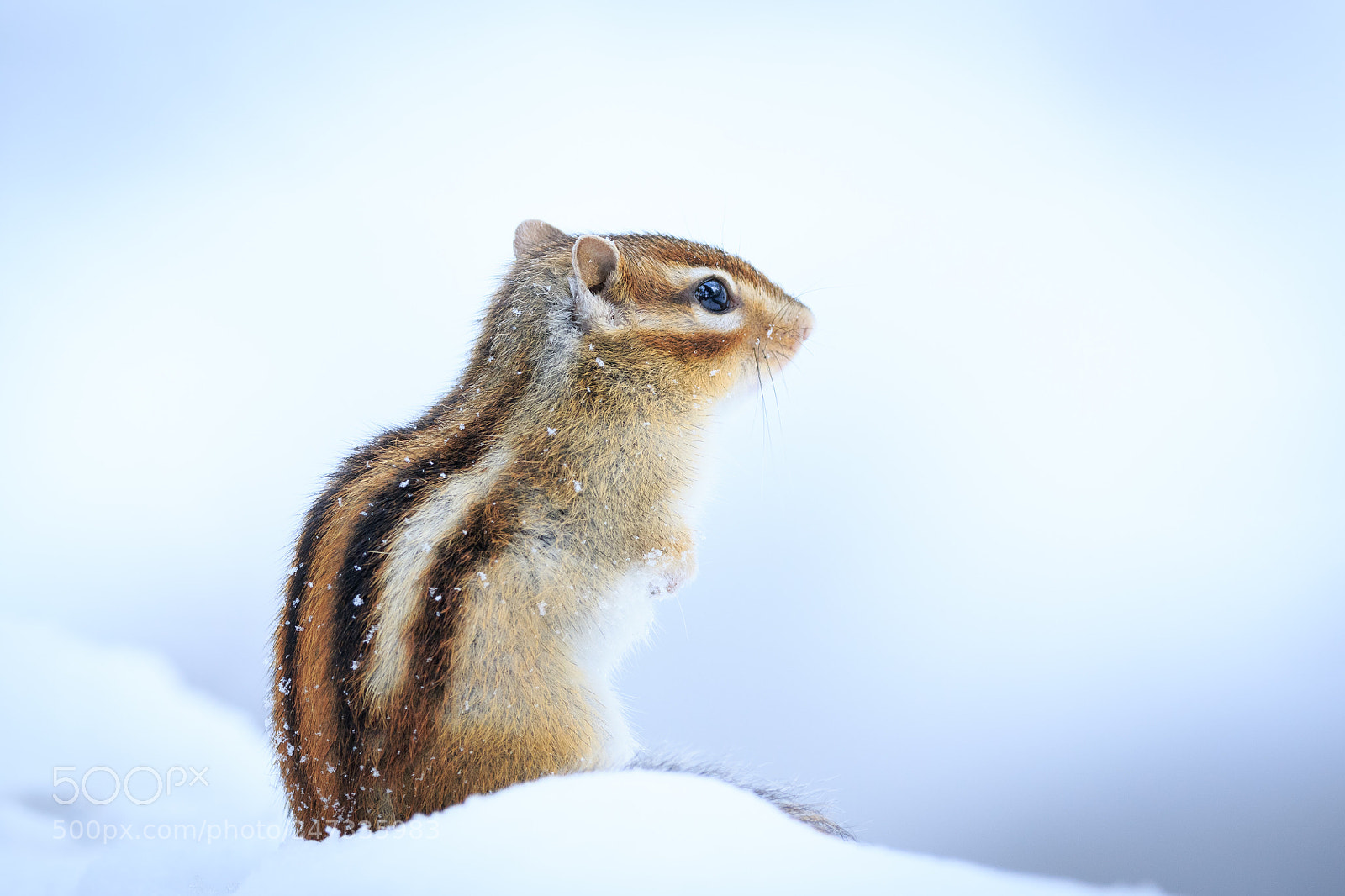 Canon EOS 7D Mark II sample photo. Cold day photography
