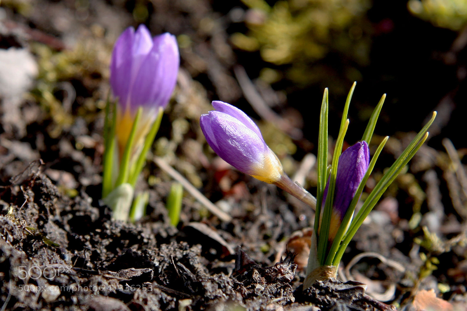 Canon EOS 40D sample photo. а photography