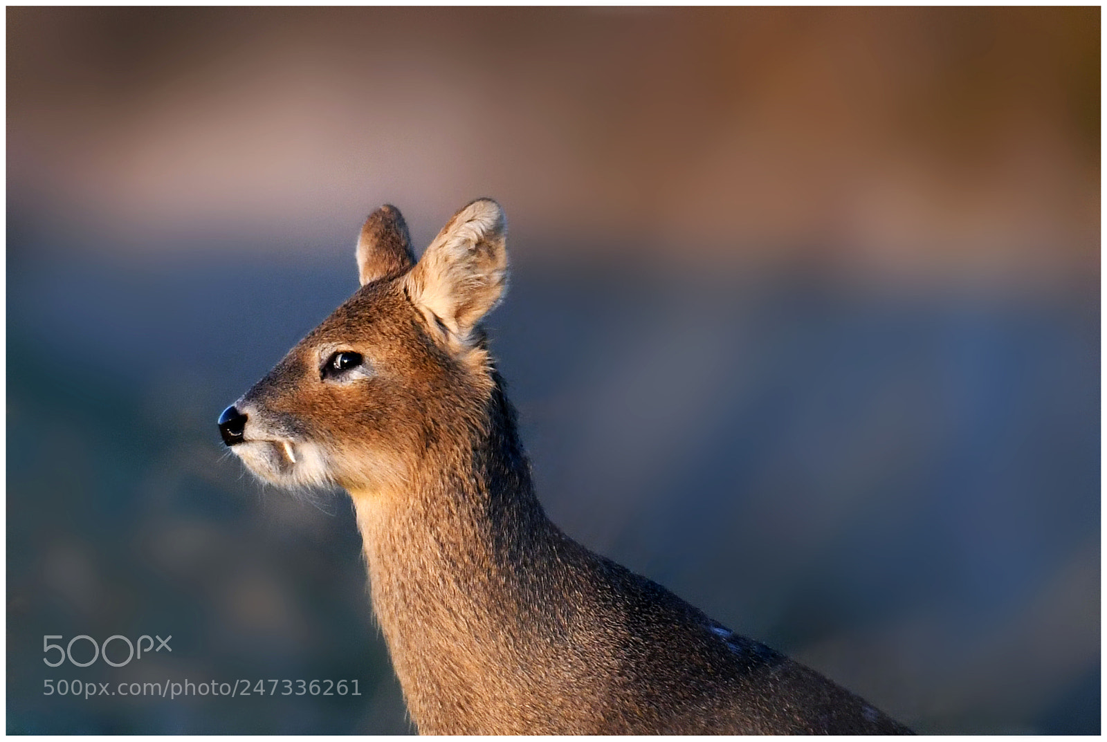 Nikon D500 sample photo. Portrait of a deer. photography