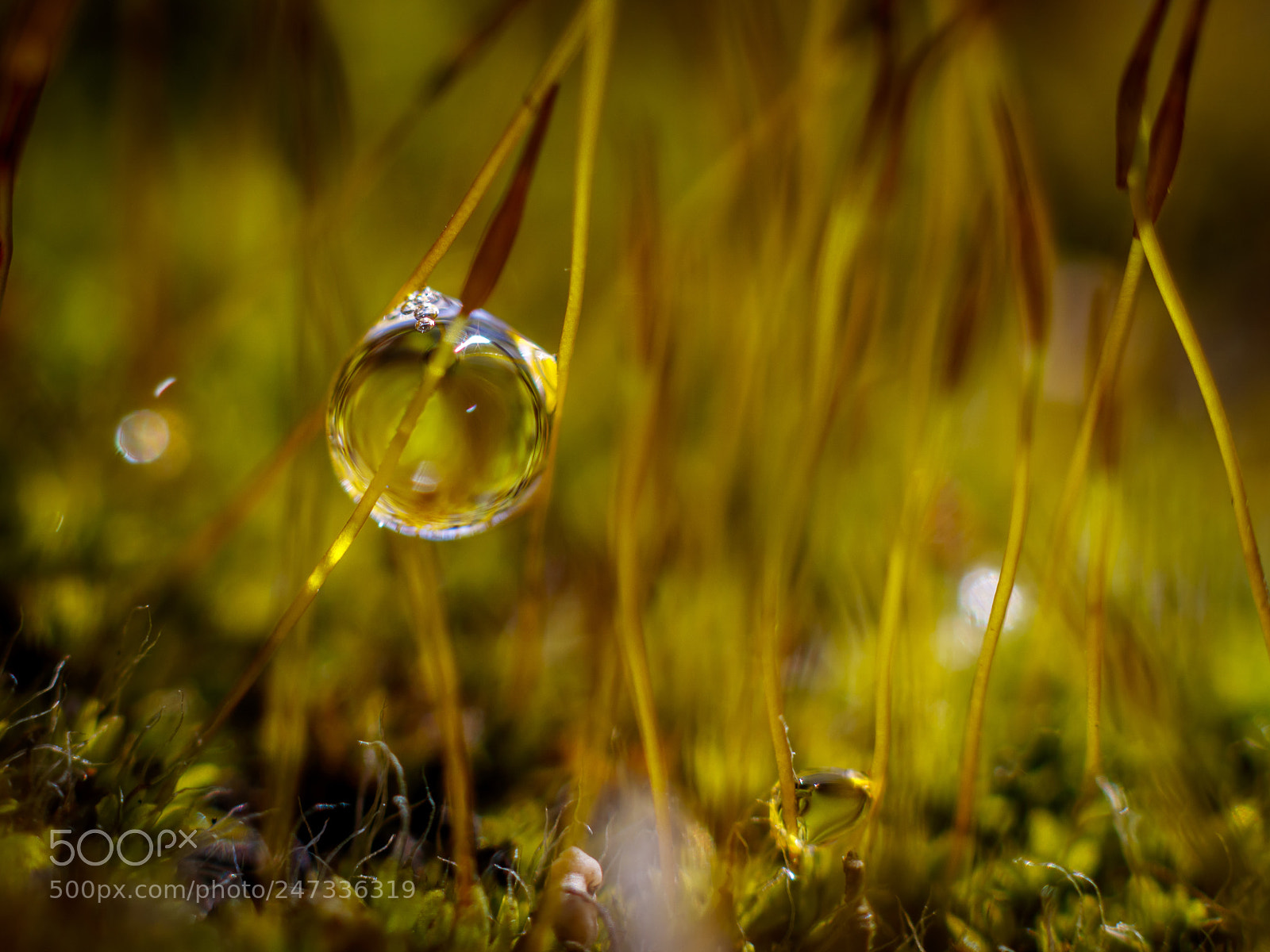 Canon EOS 760D (EOS Rebel T6s / EOS 8000D) sample photo. Among mosses photography