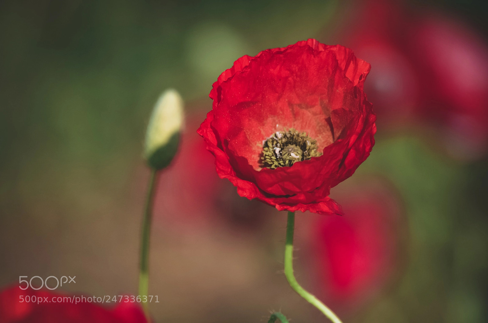 Nikon D5100 sample photo. New born poppy photography